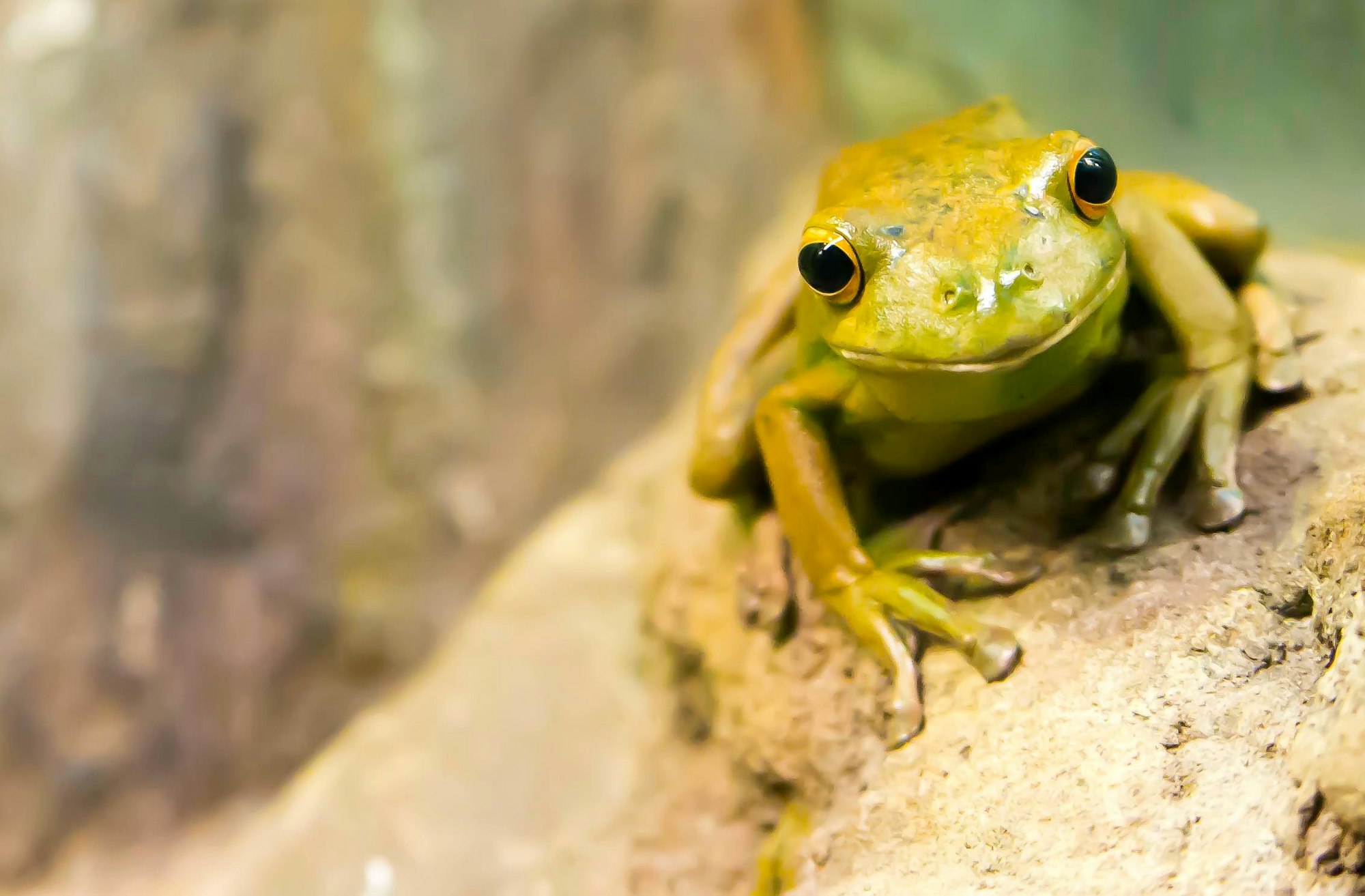 May contain: animal, frog, wildlife, and amphibian